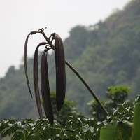 Oroxylum indicum (L.) Kurz